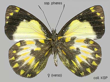 Papua Insects Foundation (Lepidoptera/Pieridae/Pierinae(Delias pheres)
